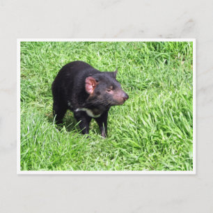 tasmanian devil postcard