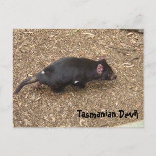 Tasmanian Devil Postcard