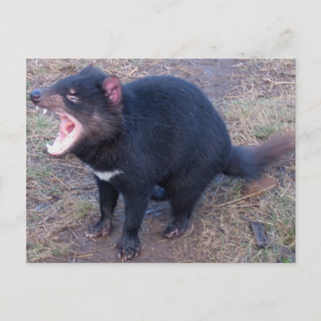 Tasmanian Devil - Postcard (Front)