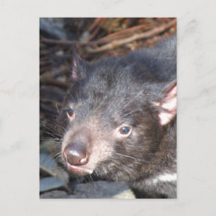Tasmanian Devil Postcard