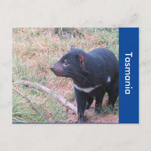 Tasmanian Devil Postcard