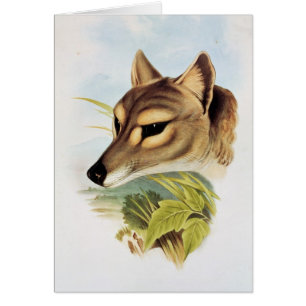 Tasmanian Wolf or Tiger