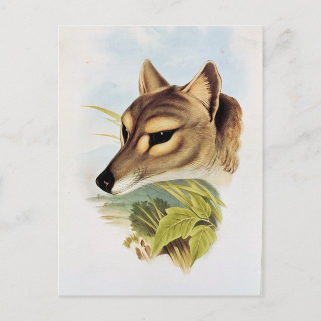Tasmanian Wolf or Tiger Postcard (Front)