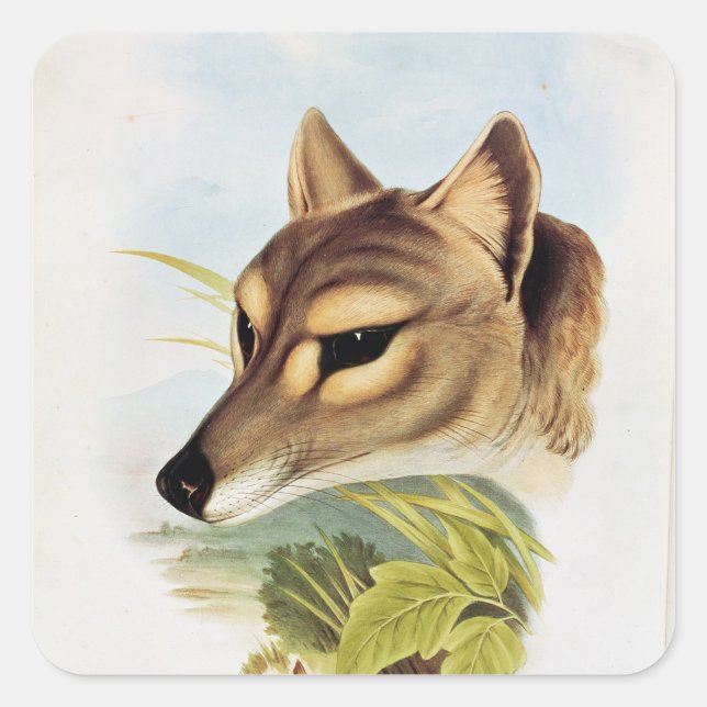 Tasmanian Wolf or Tiger Square Sticker (Front)