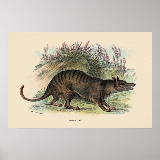 Tasmanian wolf poster (Front)