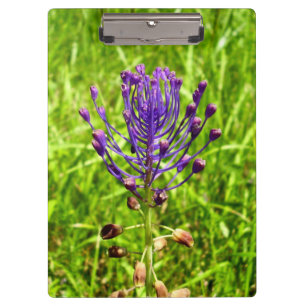 Tassel-Hyacinth Clipboard