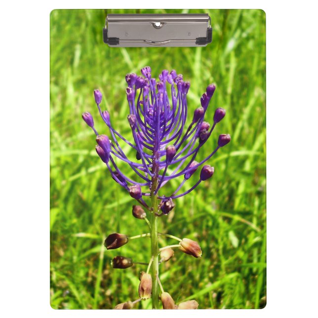 Tassel-Hyacinth Clipboard (Front)