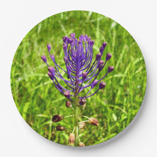 Tassel-Hyacinth Paper Plates (Front)