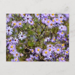Tatarian Daisy Flower Postcard