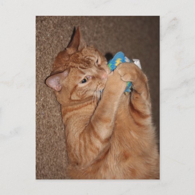 Tater Postcard (Front)