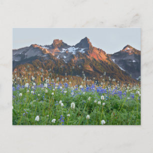 Tatoosh Range and Wildflowers Mt. Rainier Postcard