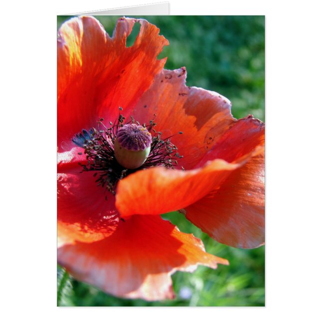 Tattered Red Poppy Flower (Front)