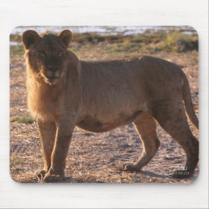 Tau, Lion, Photo Mouse Pad