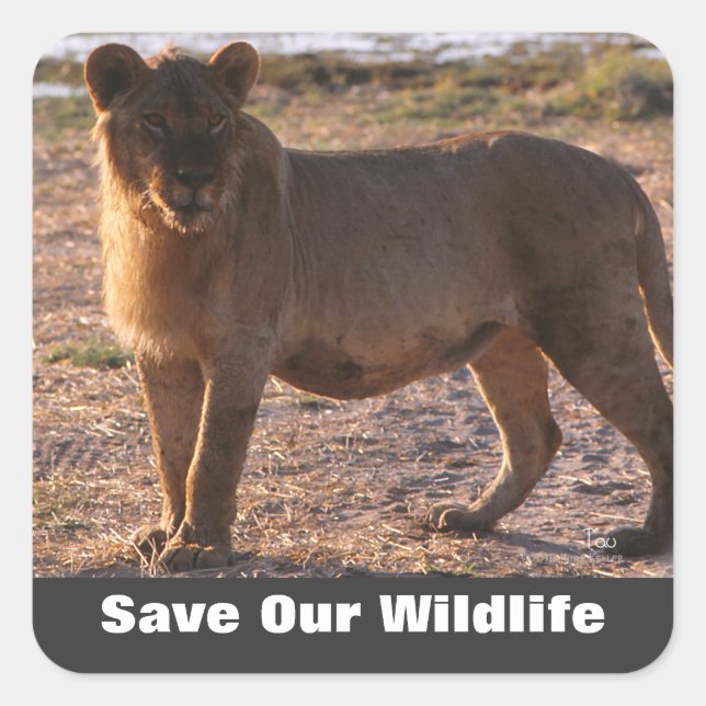 Tau Save Our Wildlife Square Sticker (Front)
