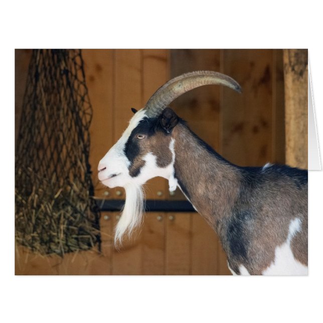 Tauernschecken-Ziege (Front Horizontal)