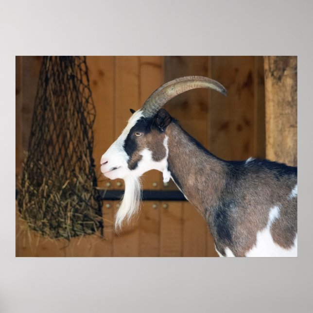 Tauernschecken-Ziege Poster (Front)