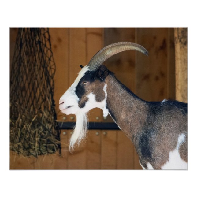 Tauernschecken-Ziege Poster (Front)