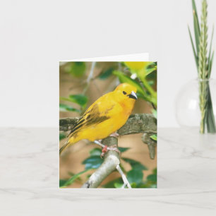 Taveta Golden Weaver Photo Folded Note Card