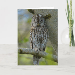 Tawny adult card