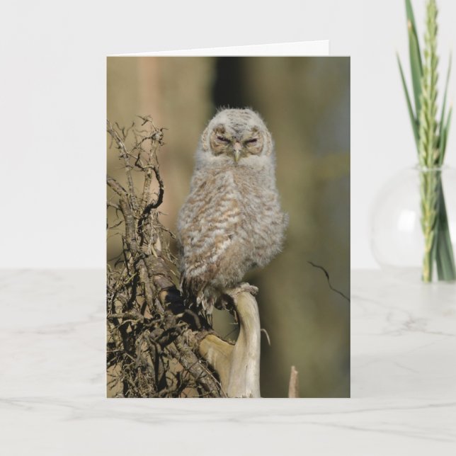 Tawny chick card (Front)