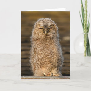 Tawny Chick in Scotland Card