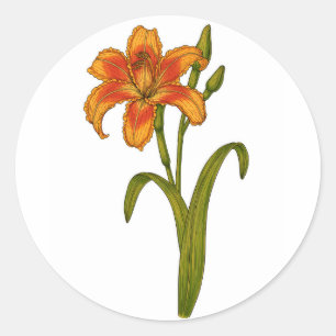 Tawny daylily classic round sticker