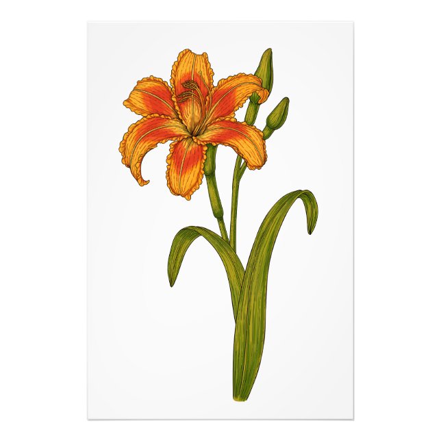 Tawny daylily photo print (Front)