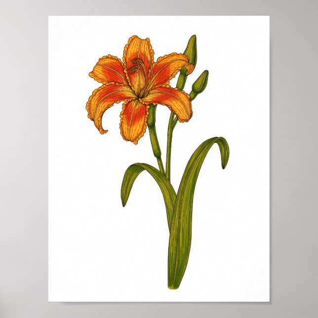 Tawny daylily poster (Front)