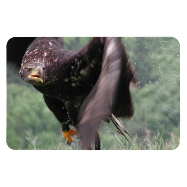 Tawny Eagle Magnet (Horizontal)