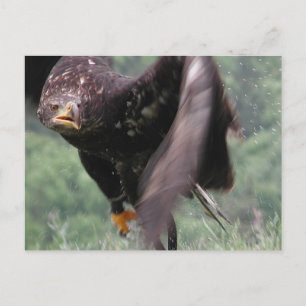 Tawny Eagle Postcard