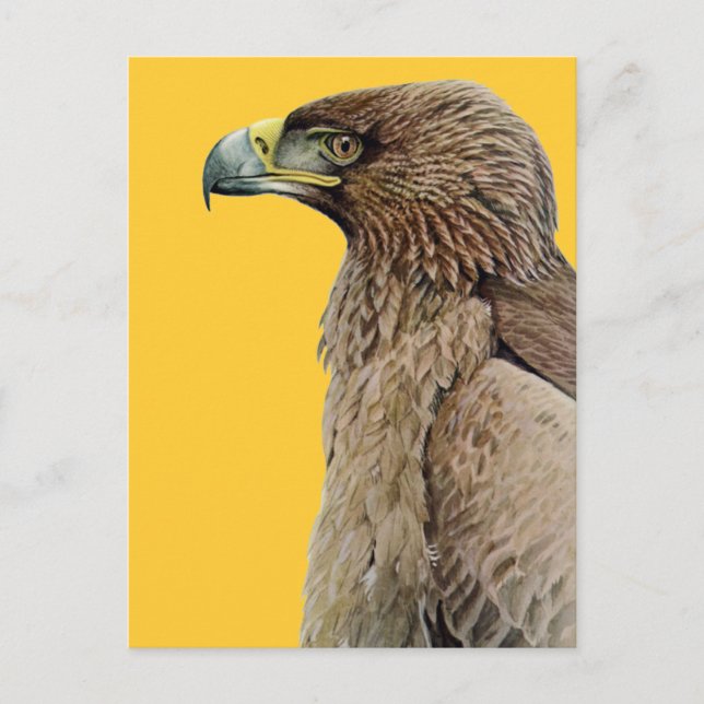 Tawny Eagle Postcard (Front)