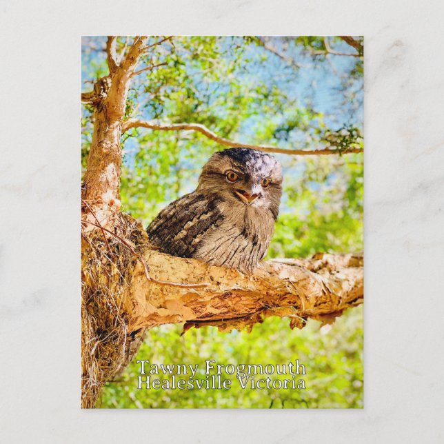 Tawny Frog Mouth Postcard (Front)