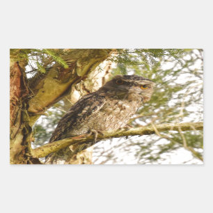 TAWNY FROGMOUTH QUEENSLAND AUSTRALIA RECTANGULAR STICKER