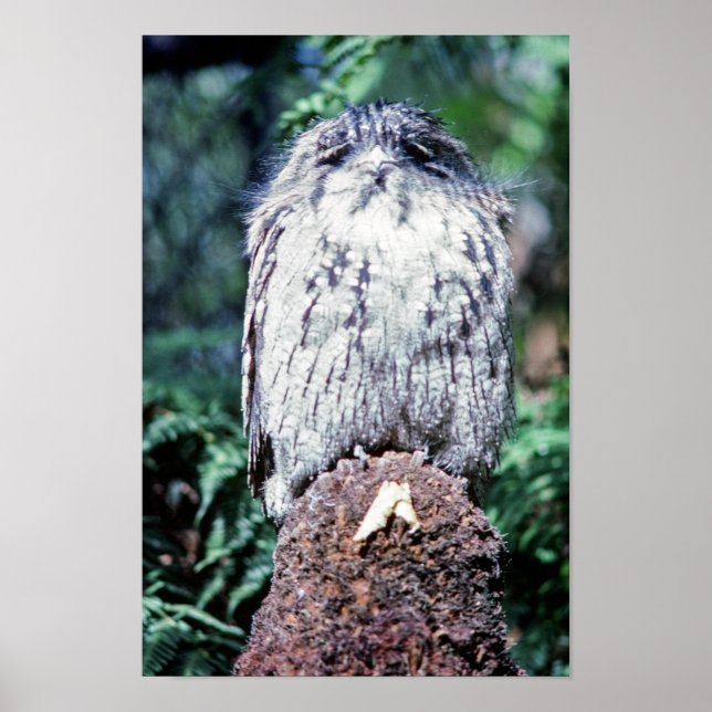 Tawny Frogmouth, Tasmania - Australia Poster (Front)