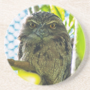 Tawny is No Owl Coaster