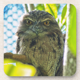 Tawny is No Owl Coaster