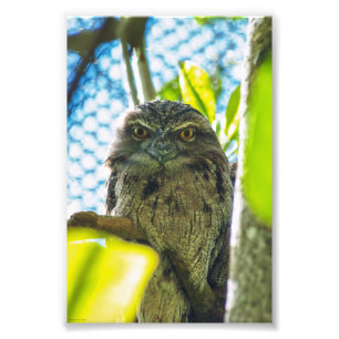 Tawny is No Owl Photo Print