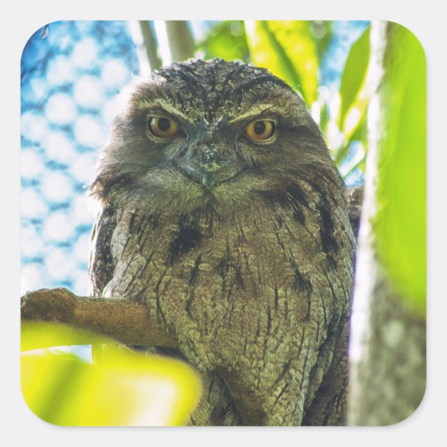 Tawny is No Owl Square Sticker (Front)