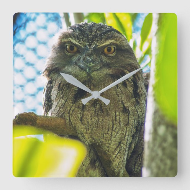 Tawny is No Owl Square Wall Clock (Front)