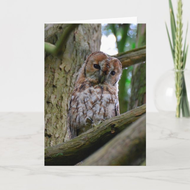Tawny owl blank greeting card (Front)