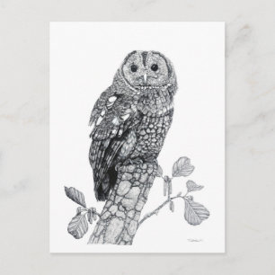 Tawny Owl - Blank Postcard
