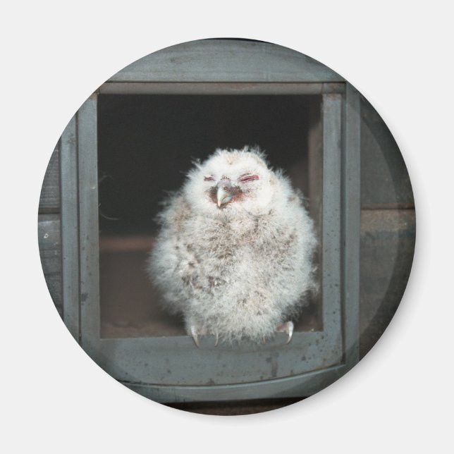 Tawny Owl Magnet (Front)
