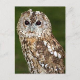 Tawny Owl Postcard