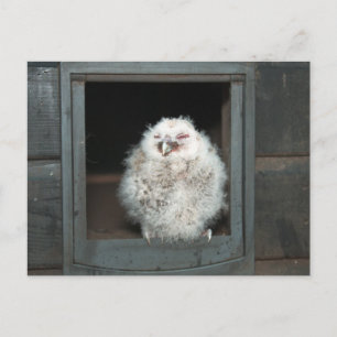 Tawny Owl Postcard