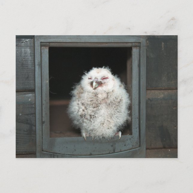 Tawny Owl Postcard (Front)