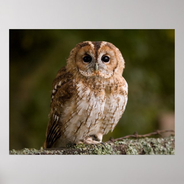 Tawny Owl Poster (Front)