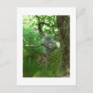 Tawny Owlet in an Ancient Oak Tree Postcard