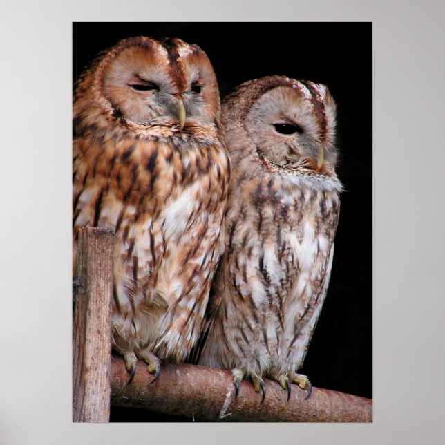 Tawny Owls Poster (Front)