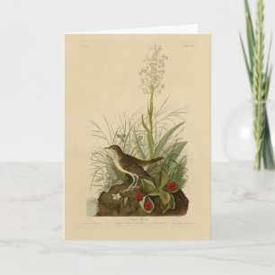 Tawny Thrush (Veery) - Audubon's Birds of America Card