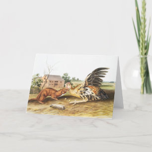 Tawny Weasel (Putorius fuscus) Illustration Card